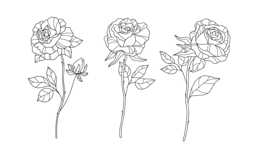 Line drawing of three roses at different blooming stages
