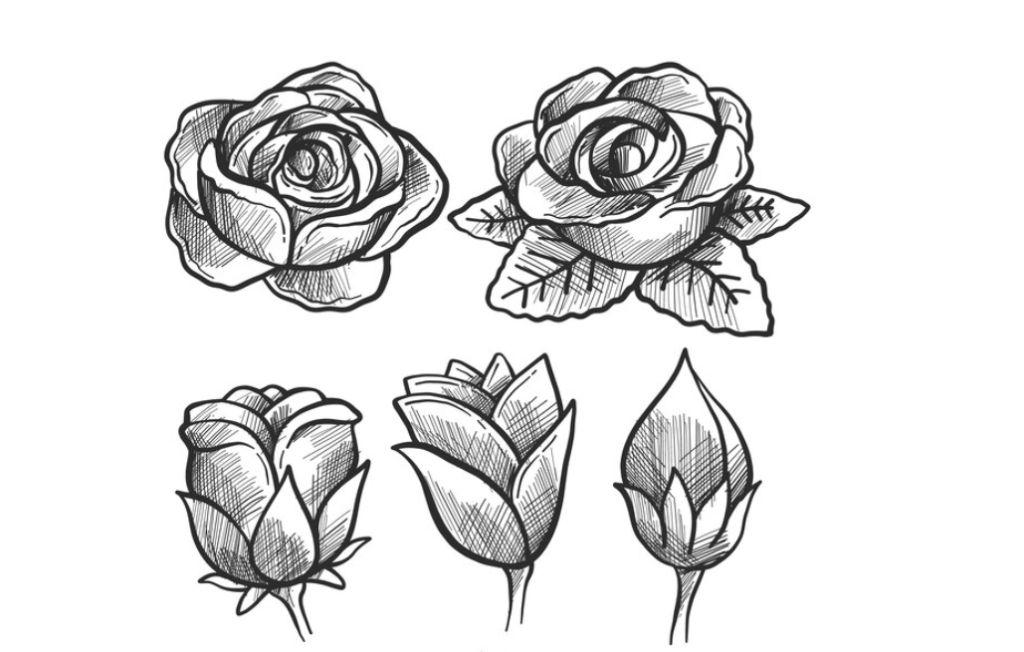 Detailed sketch of roses and buds in various stages of bloom