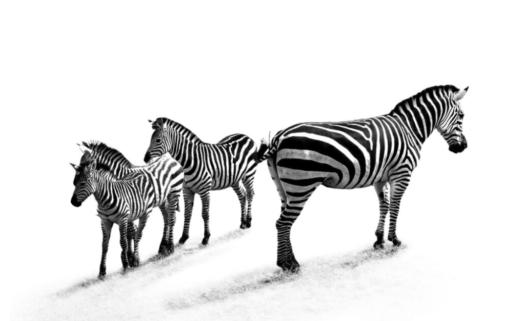 Black and white photograph of three zebras standing in a line on a white background
