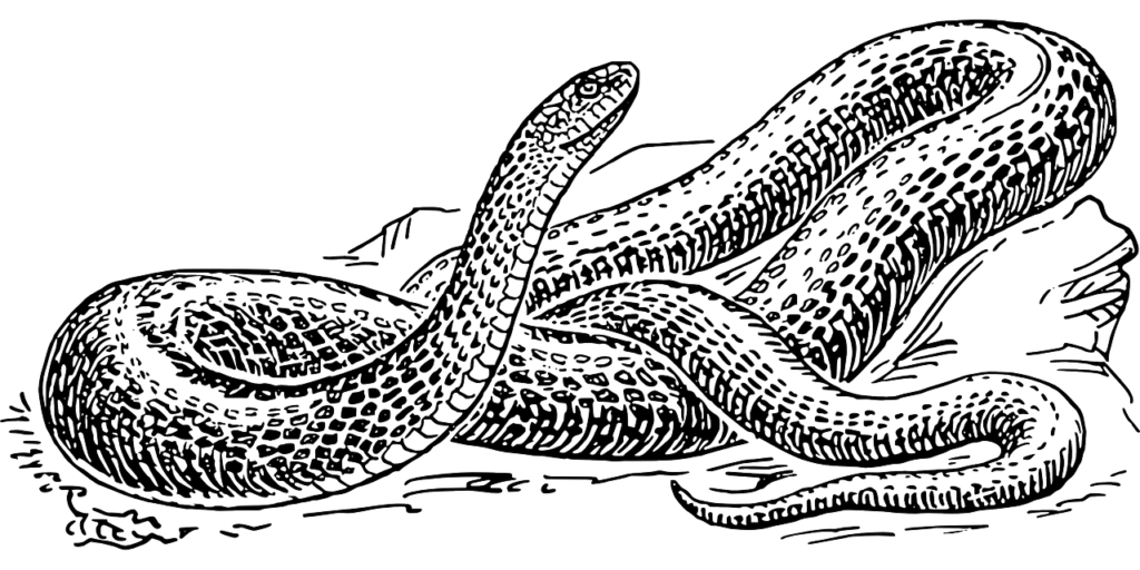 a graphic representation of a snake