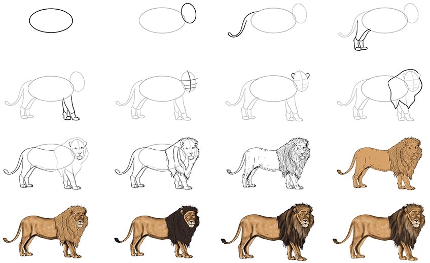 Lion drawings
